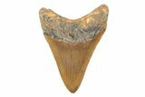 Serrated, Fossil Megalodon Tooth - North Carolina #202182-1